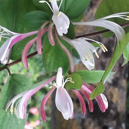 Coma A L'Ostal Bed and breakfast Montegut-Lauragais