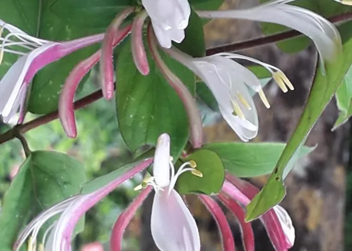 Coma A L'Ostal Bed and breakfast Montegut-Lauragais