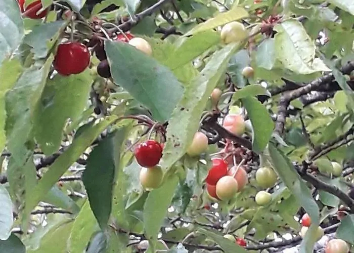 Bed and breakfast Coma A L'Ostal 3*