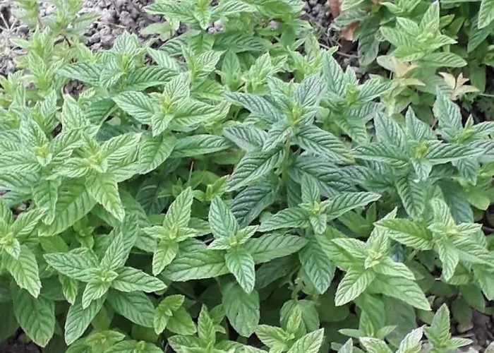 Bed and breakfast Coma A L'Ostal